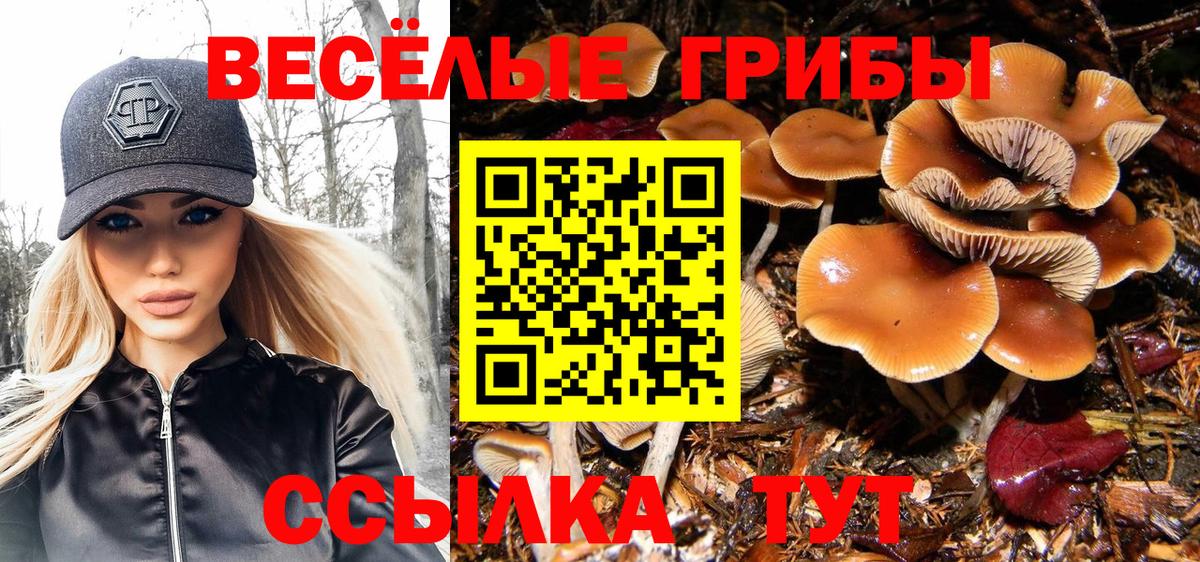 Будённовск  Псилоцибиновые грибы Psilocybine cubensis  Вход с VPN 